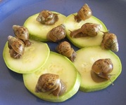 Продам африканских улиток «Ахатина Фулика».