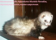 Клубные хорьки, маленькие щенки