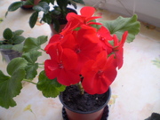 Фиалки,  глоксинии,  антуриум,  пеларгония,  алое 