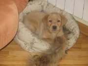 продается щенок