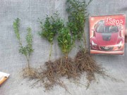 Продаём красивые черенки декоративных деревьев
