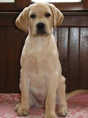 щенки лабрадора