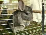 продам шиншиллу недорого в добрые,  заботливые руки                    