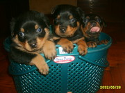 Продам щенков ротвейлера