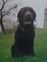 Шит-Цу, Йорков, Лабрадора шоколад, Той-Терьера