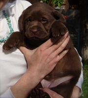 Шикарные щенки лабрадора - шоколад,  и черн