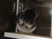 Продам шиншиллу чёрный бархат,  самец