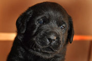 Лабрадор ретривер - продам щенков в хорошие руки (Харьков)