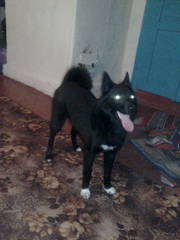 Продам лайку