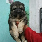 кавказские овчарки