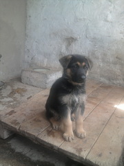 Продам щенков восточно-европейской овчарки