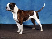 Американские бульдоги в Харькове. Питомник L'Diamond World