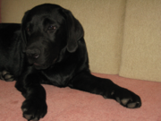 Продам  щенков лабрадора- ретривера