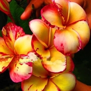 Плюмерия или Франжипани,  Храмовое дерево