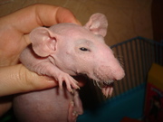 продаю недорого крыс Дамбо-Сфинксов голых эксклюзив.