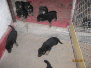  немецкой овчарки щенки