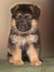 Продам щенка немецкой овчарки