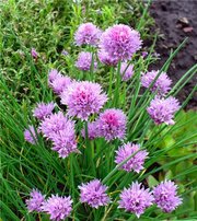 Продам декоративные растения для альпинария.