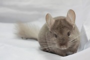 Продам шиншилу для дому і для розведення