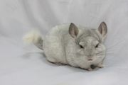Продам шиншилу
