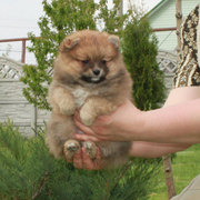 Продам щенков шпица померанского 