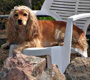 Кокер-спаниель