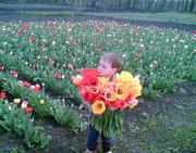 Продам луковицы ранних тюльпанов