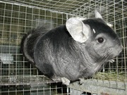 Продам шиншилу Черкассы