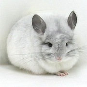 Продам шиншилу Чернигов