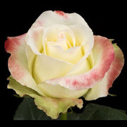  Предлагаем широкий ассортимент срезанных цветов