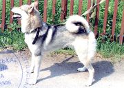 Продам западно-сибирскую лайку.