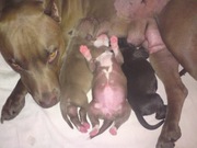 готовятся к продаже щенки питбуля