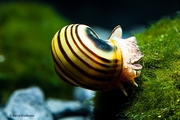Улитки ампулярии,  зебра (улитка эльф) Асолини спикси 