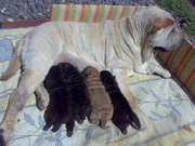 Продам щенков шар-пея