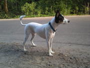 отдам в хорошие 