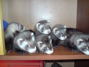 Щенки хорька (фретки)