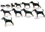 Продам щенков ягдтерьера.