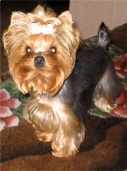 Стрижка собак и котов.