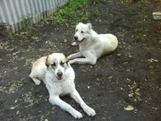 щенки алабая