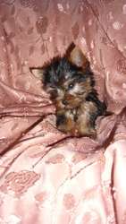 продам йорков