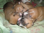 Щенки Американского стаффордширского терьера