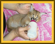 Купите Рысь,  Сервал,  Лев,  Тигр,  Леопард,  Каракал,  Пума,  Рыболов  котят