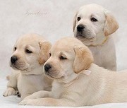 Щенки лабродора Документы КСУ Хорошая родославная Готовятся к продаже 