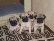 Очаровательные щенки мопса