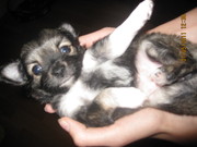 Щенки Чихуахуа