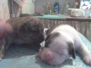 Продам стафорширский терьер