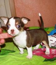 шикарные щенки чихуахуа редкие окрасы