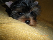 йорки щенки