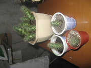 Маммилярия Вильда,  кактус