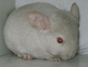 Цветные шиншиллы простых и сложных окрасов